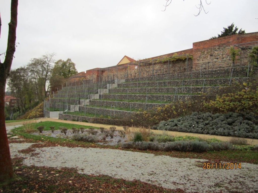 Gelände der Landesgartenschau: Neu gestalteter historischer Weinberg außen an der Stadtmauer auf Höhe des Dominikanerklosters. Die Tafel hängt an der Stadtmauer am Ende der Treppe. (Foto: Dr. M. Schulz, Nov. 2014)